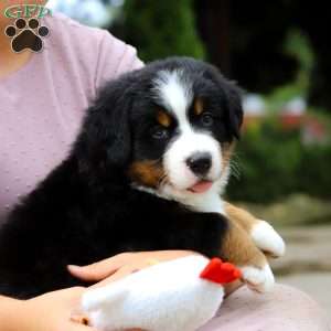 Sir Walter, Bernese Mountain Dog Puppy